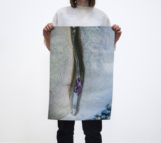 In the Groove Starfish on Vancouver Island photography by Roxy Hurtubise VanIsleGoddess.Com