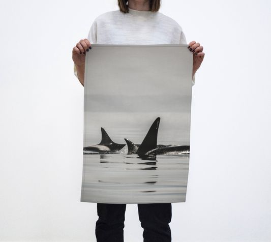 Orca Pod on Vancouver Island Tea Towels photography by Roxy Hurtubise VanIsleGoddess.com