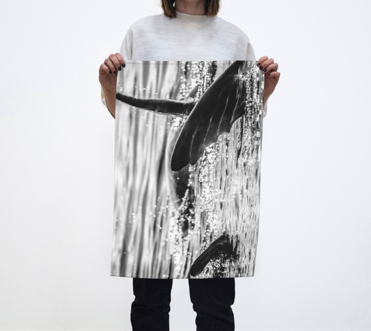 Sea Lions Frolic on Vancouver Island Tea Towels photography by Roxy Hurtubise VanIsleGoddess.com