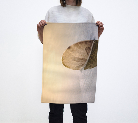 Standing in the Glow Sand Dollar Vancouver Island photography by Roxy Hurtubise VanIsleGoddess.com