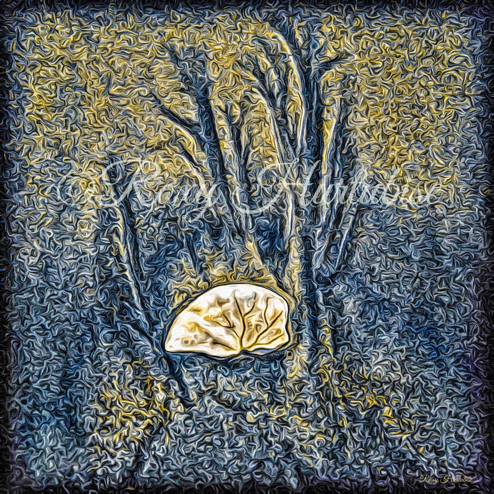 Designer Sand Dollar Photography by Roxy Hurtubise