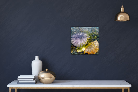 Dollar and a Half Sand Dollars Photography by Roxy Hurtubise