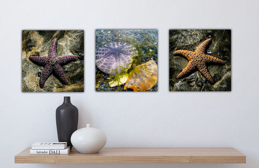 Starfish (Orange) Photography by Roxy Hurtubise
