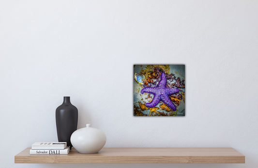 On a Bed of Seaweed Starfish Photography by Roxy Hurtubise