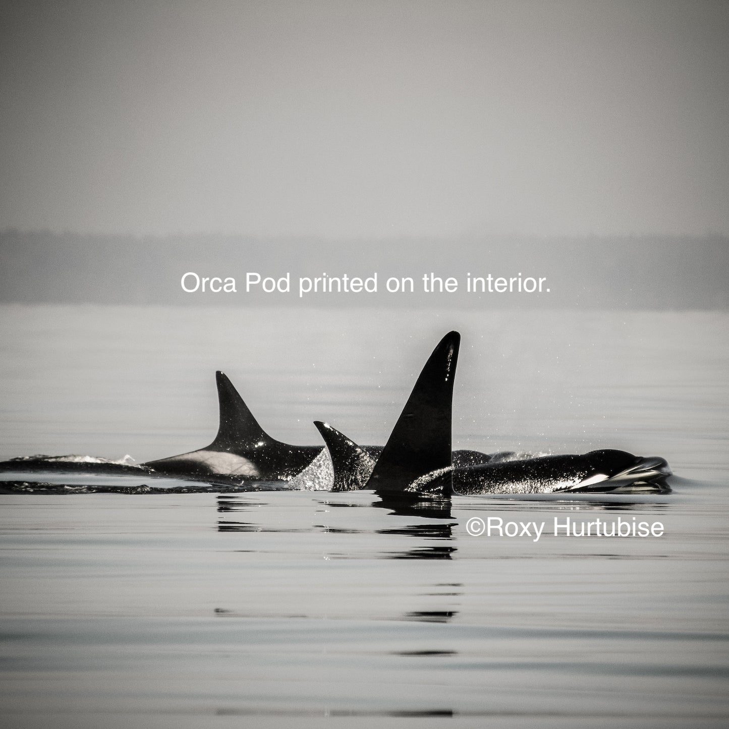 Orca Pod Image by Roxy Hurtubise
