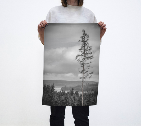 Tall Tree higher elevation on Vancouver Island photography by Roxy Hurtubise VanIsleGoddess.com