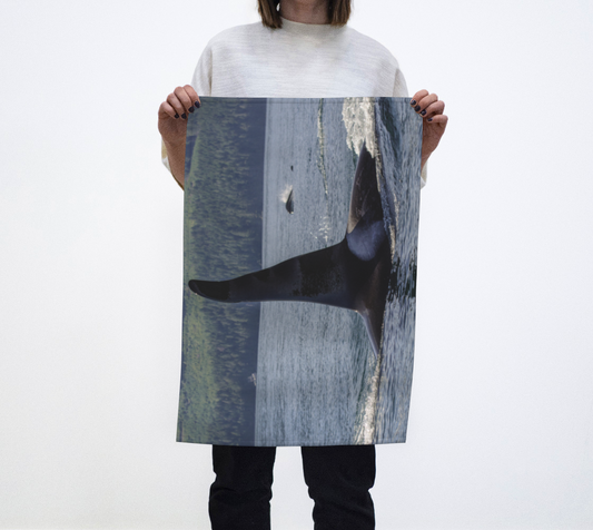 Orca So Close on Vancouver Island Photography by Roxy Hurtubise VanIsleGoddess.com