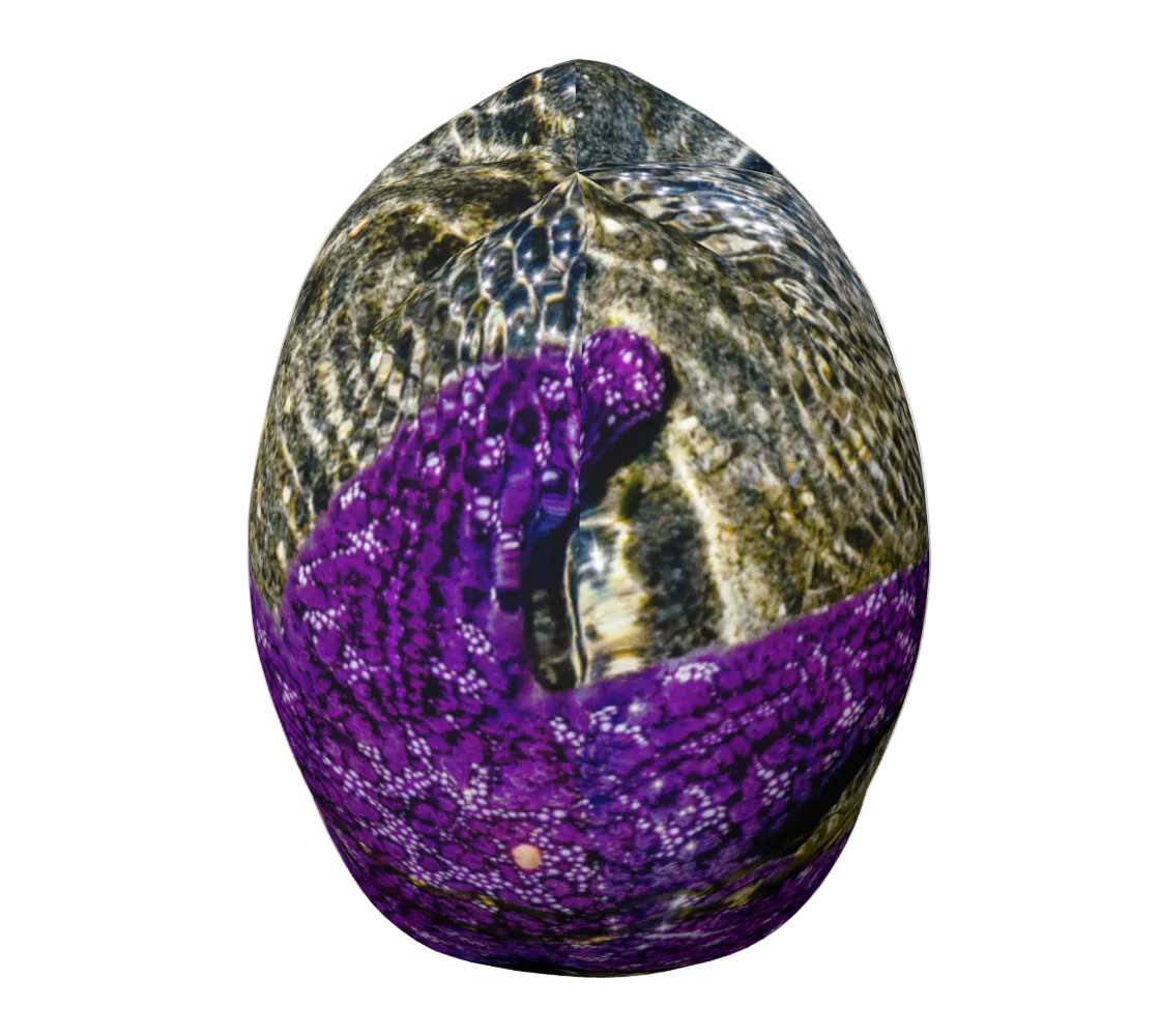 Top of beanie Image of a starfish at low tide printed on a beanie from Vancouver Island.