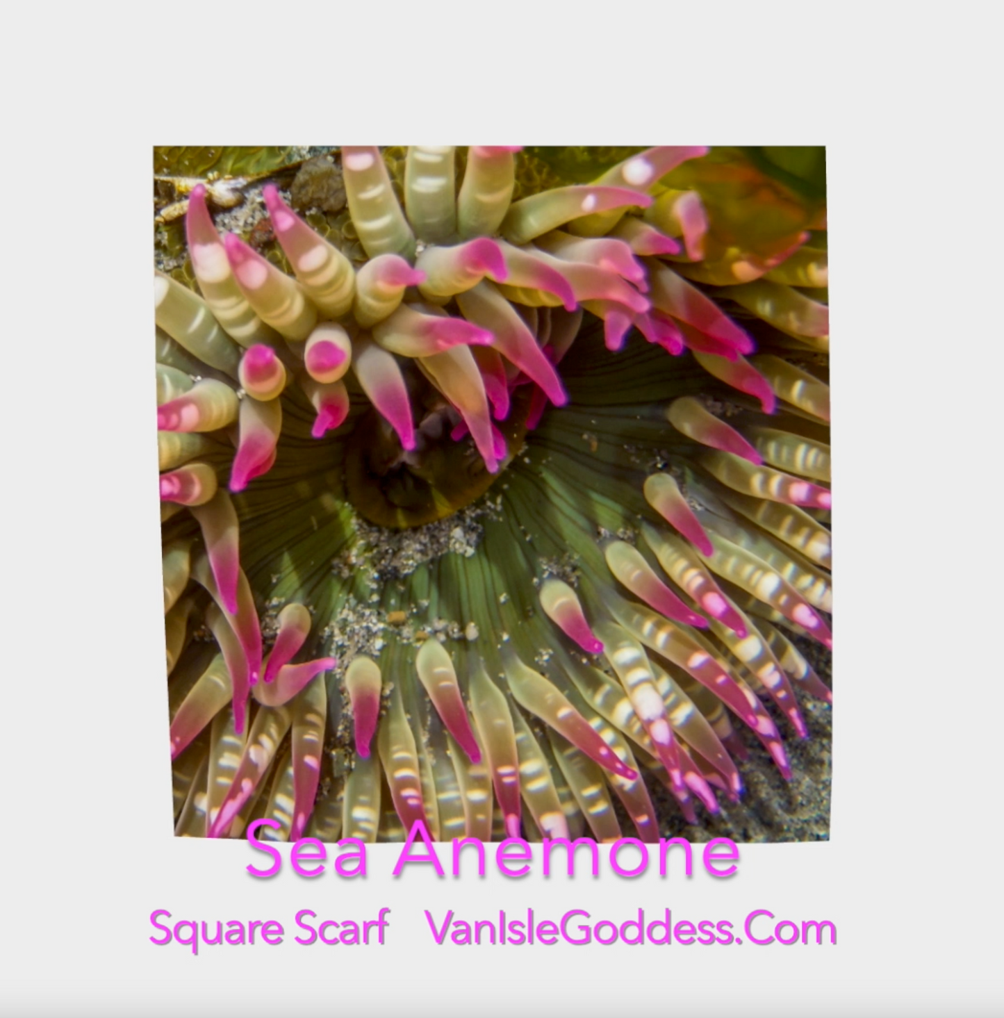 Enchanted sea anemone square scarf shown  full size.