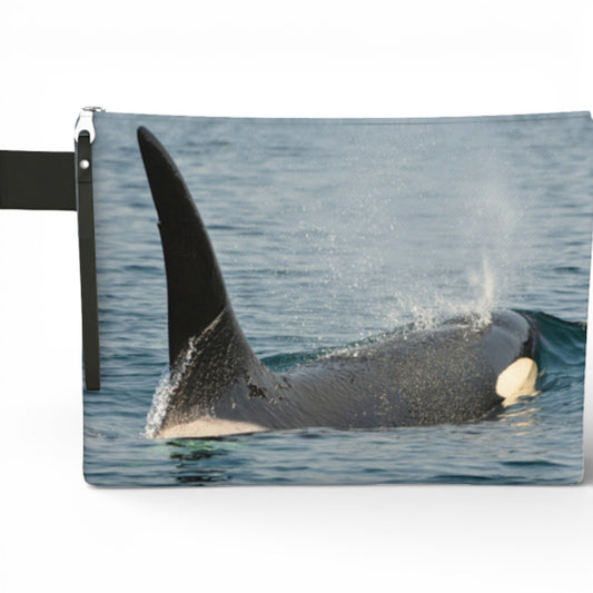 Orca whale surfacing in water with a white background