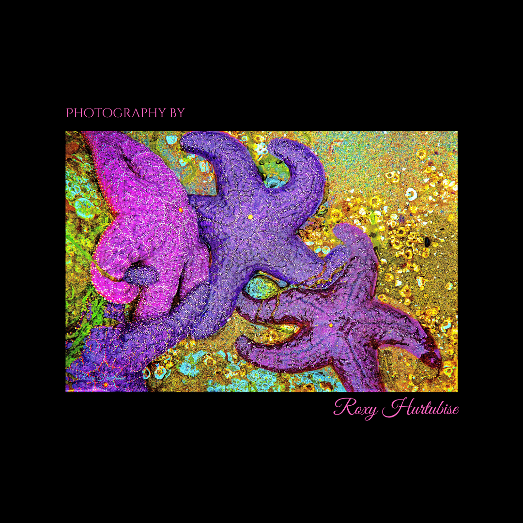 Starfish Cluster Photography by Roxy