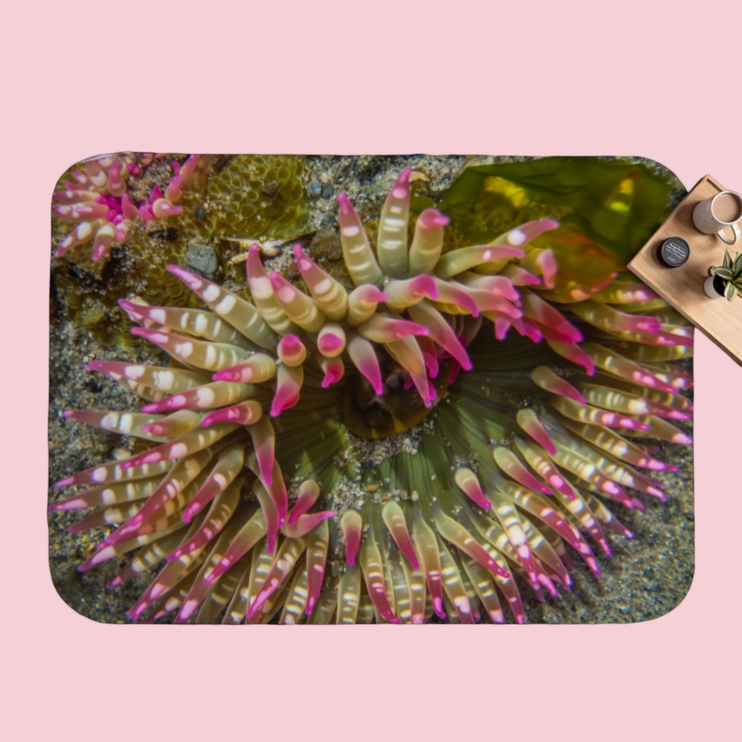 Sea Anemone Coastal Blanket