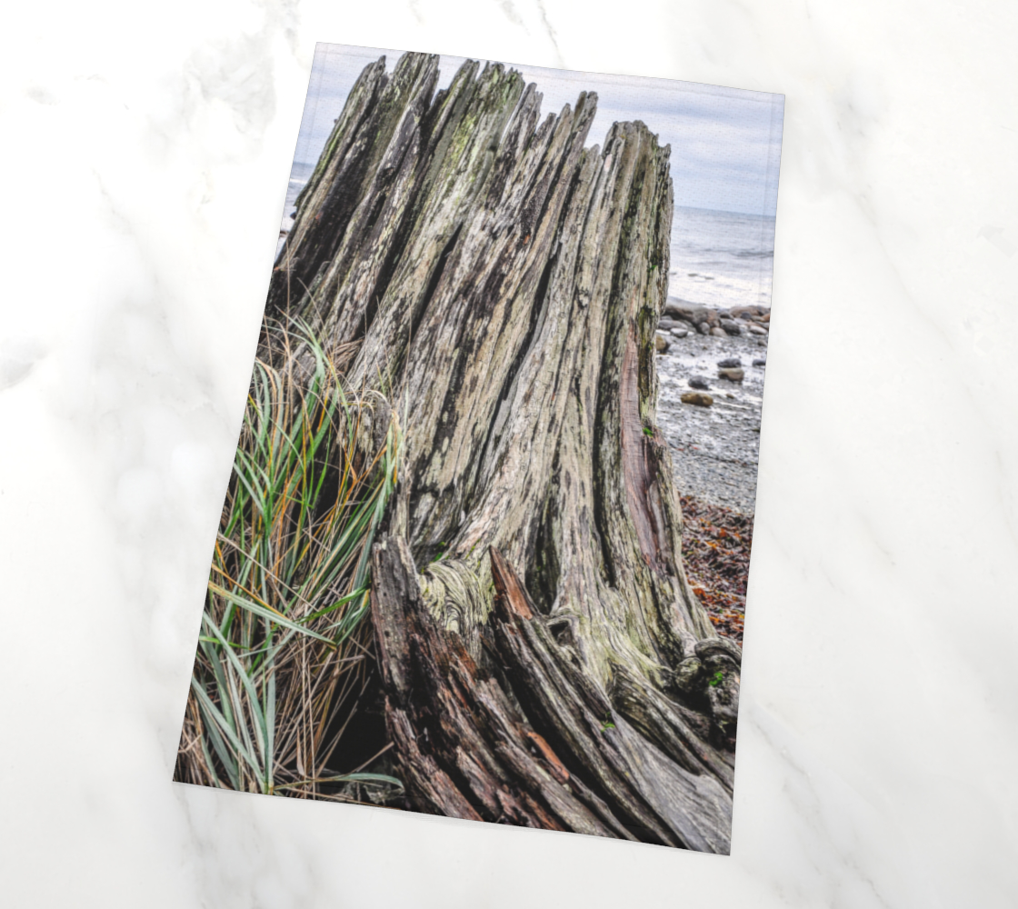 Weathered Stump Vancouver Island photography by Roxy Hurtubise VanIsleGoddess.com