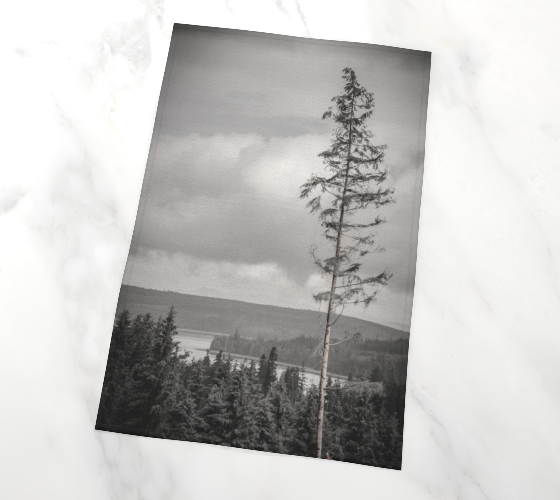 Tall Tree higher elevation on Vancouver Island photography by Roxy Hurtubise VanIsleGoddess.com