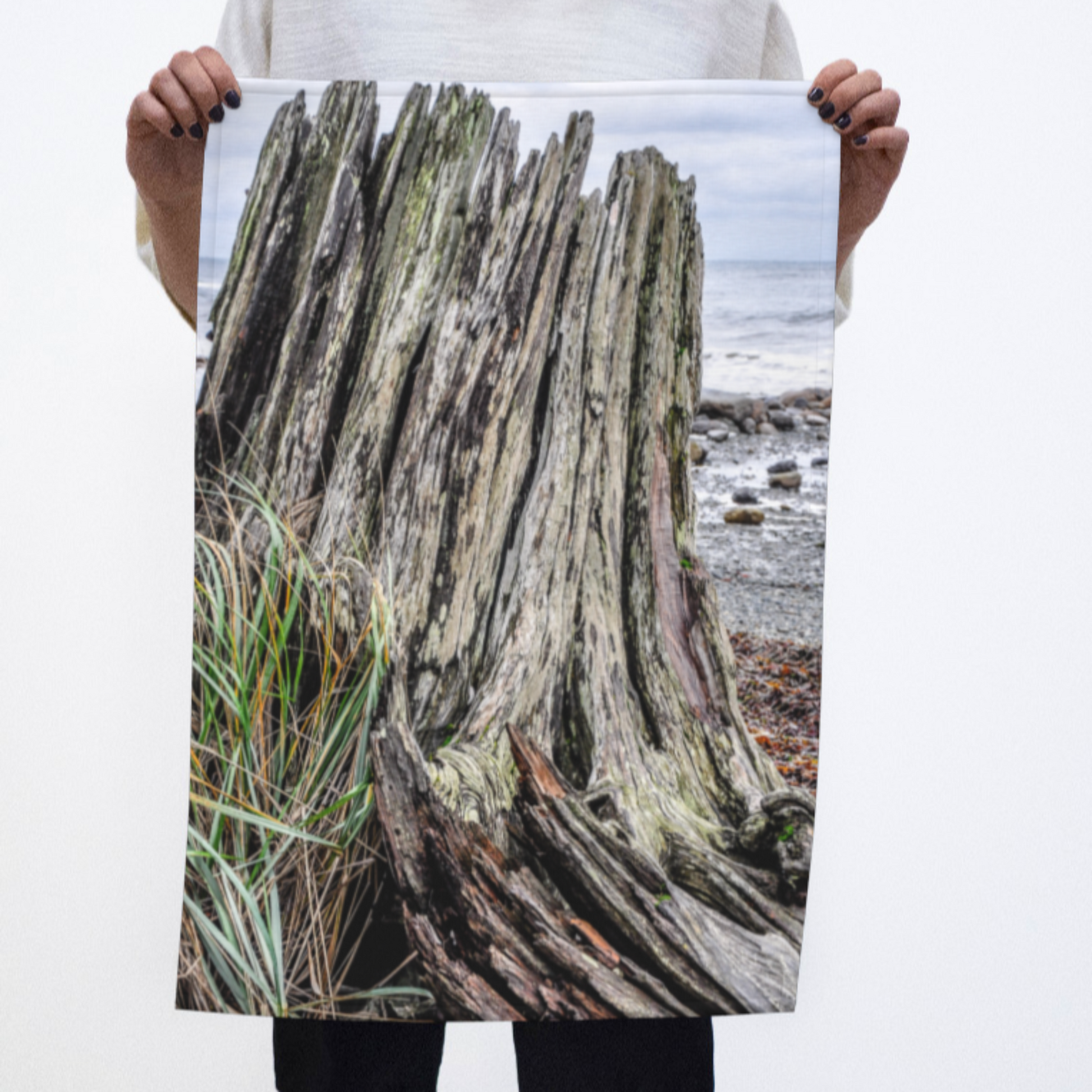 Weathered Stump Vancouver Island photography by Roxy Hurtubise VanIsleGoddess.com