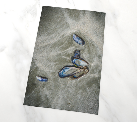 Mussel Shells on Chesterman Beach Tofino Tea Towels Vancouver Island photography by Roxy Hurtubise VanIsleGoddess.com