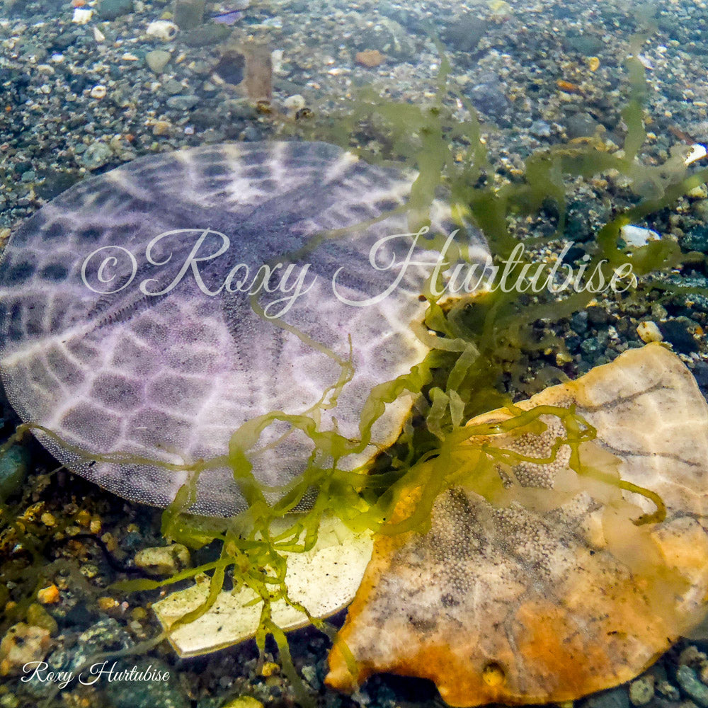 Dollar and a Half Sand Dollars Photography by Roxy Hurtubise