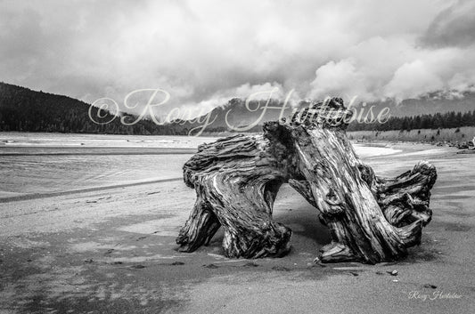 Driftwood Monument Photography by Roxy