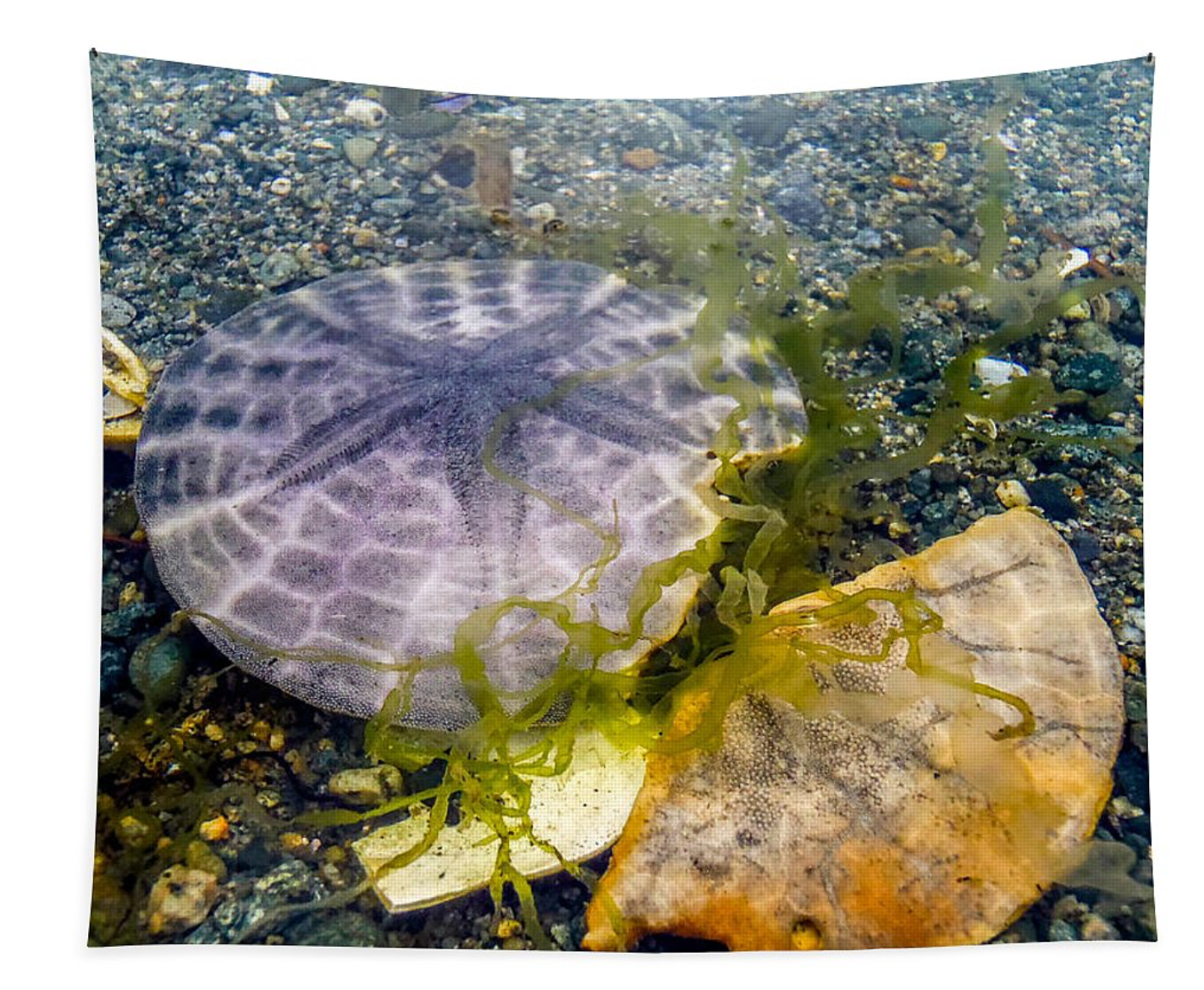 Dollar and a Half Sand Dollar Wall Tapestry