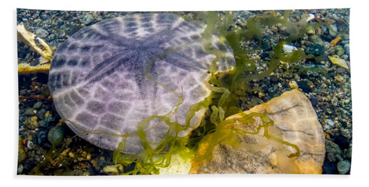 Dollar and a Half Sand Dollar Bath & Beach Towels