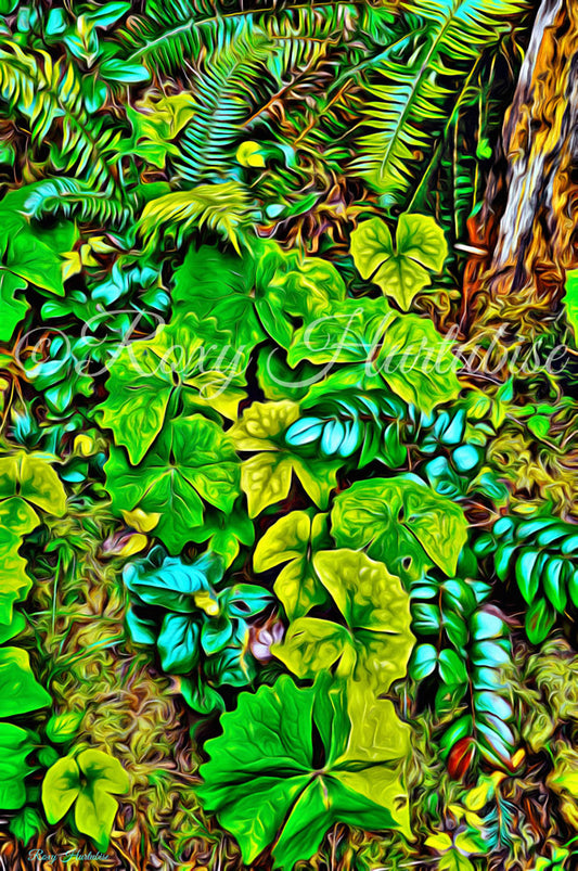 Forest Floor Cathedral Grove Photography by Roxy Hurtubise