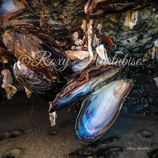 Iridescense (mussel shell) Photography by Roxy Hurtubise