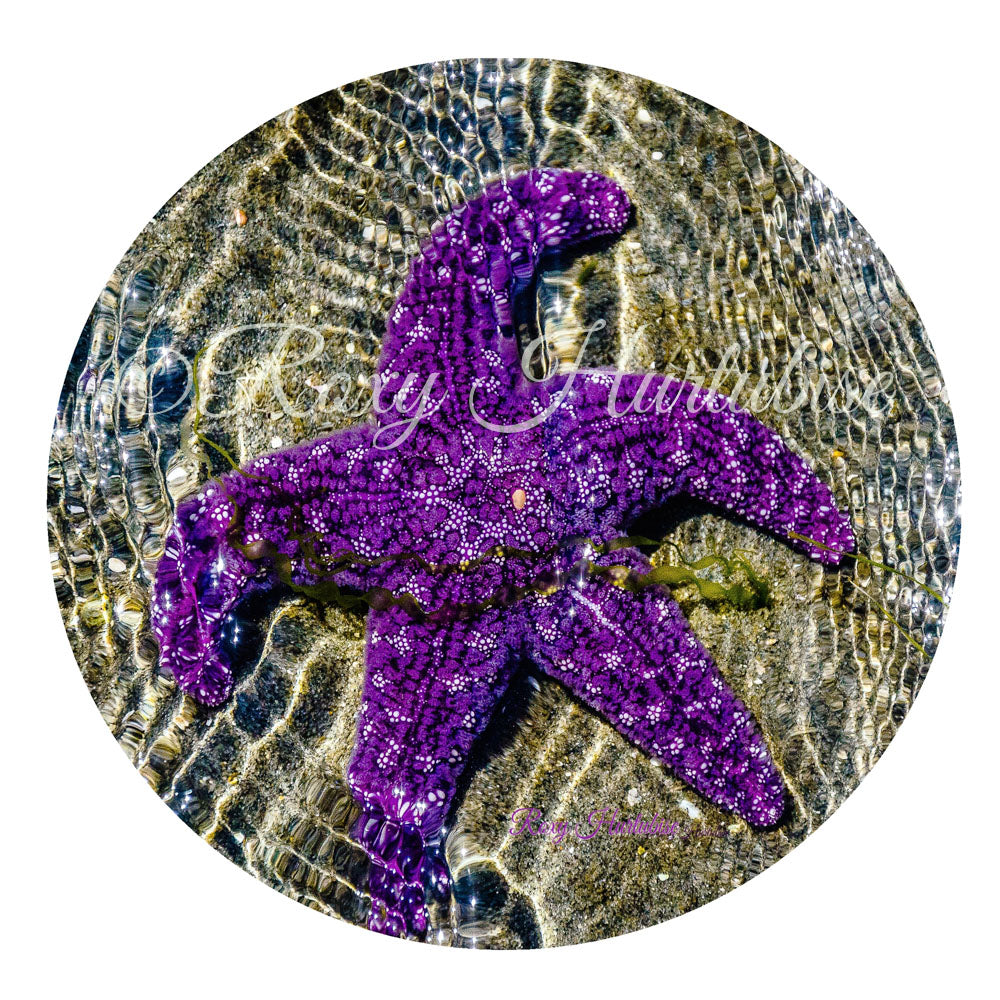 Last Day In May Starfish Photography Round Aluminum