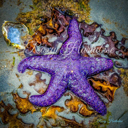 On a Bed of Seaweed Starfish Photography by Roxy Hurtubise