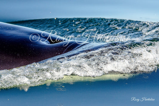Orca to the Surface Photography by Roxy Hurtubise