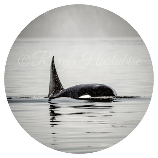 Orca Spray Photography Round Aluminum