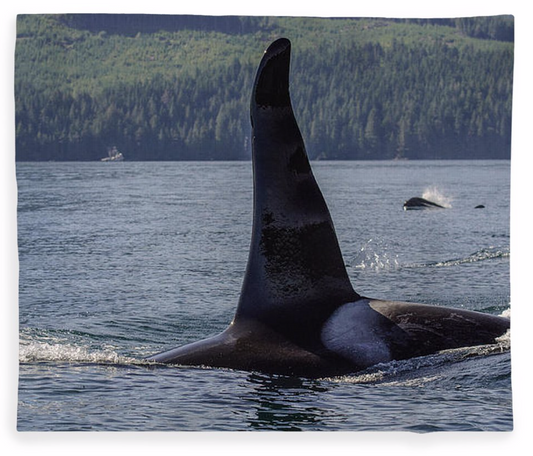 Orca So Close Fleece Blankets