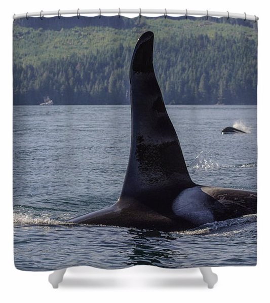 Orca So Close Shower Curtain