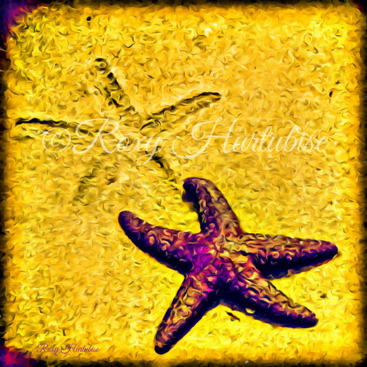 Star Track Starfish Photography by Roxy Hurtubise