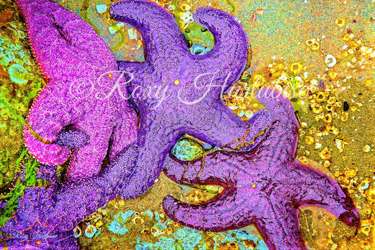 Starfish Cluster Photography by Roxy