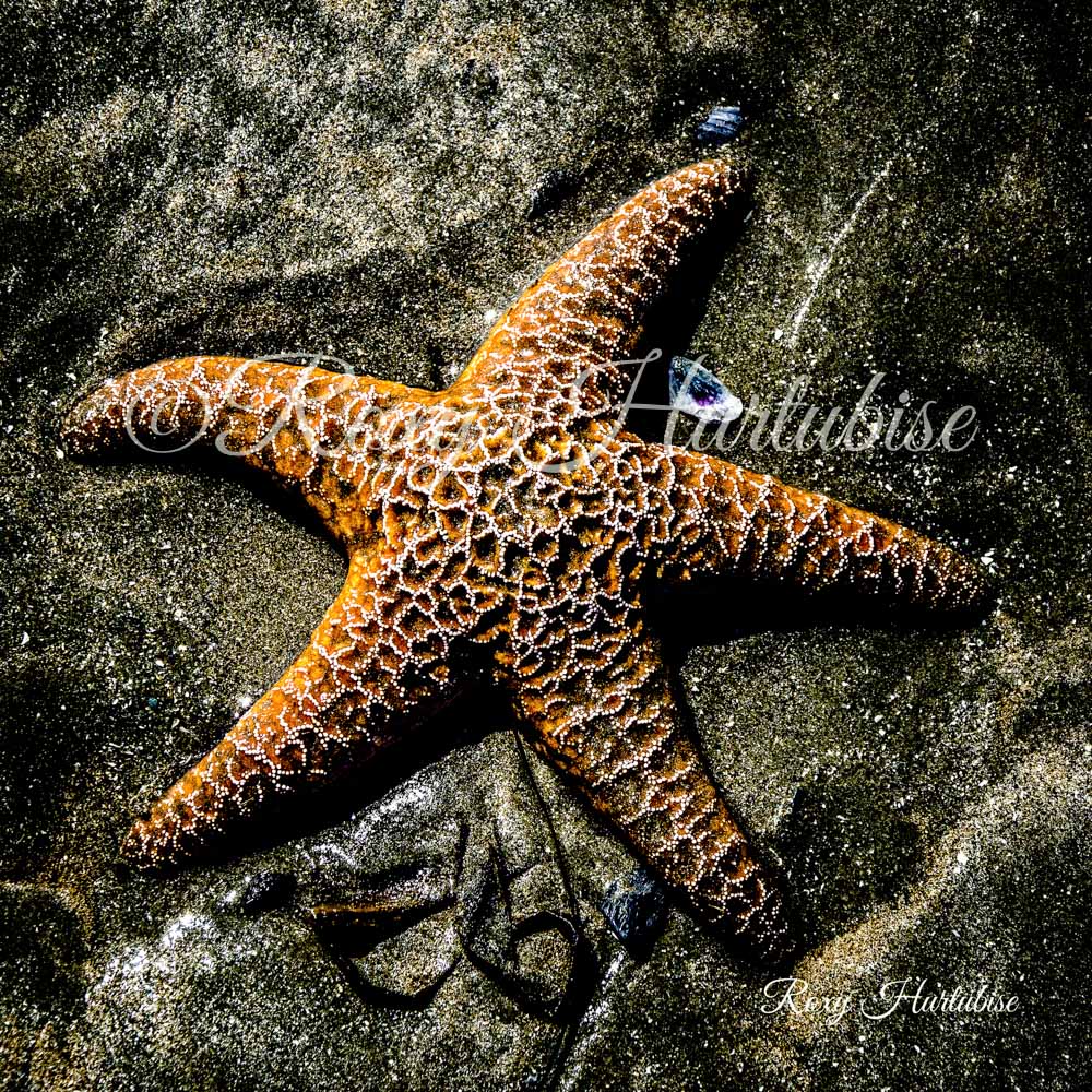 Starfish (Orange) Photography by Roxy Hurtubise
