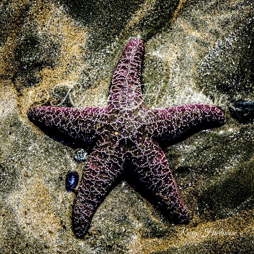 Starfish (Purple) Photography by Roxy Hurtubise
