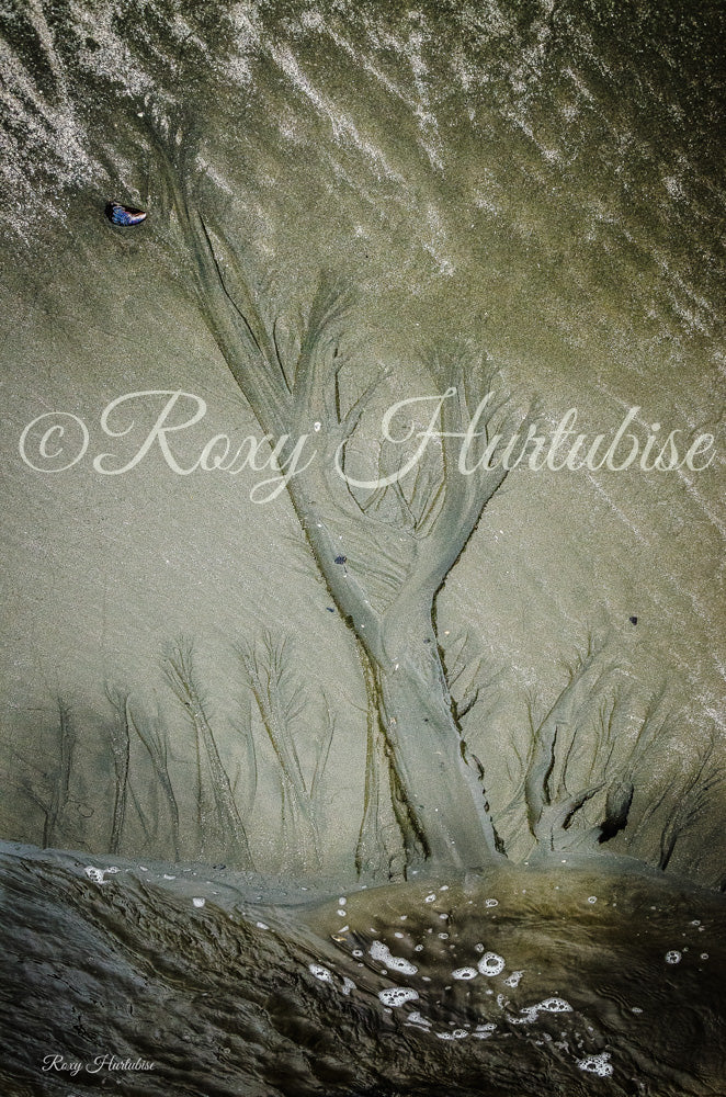 Under A Seashell Moon Photography by Roxy