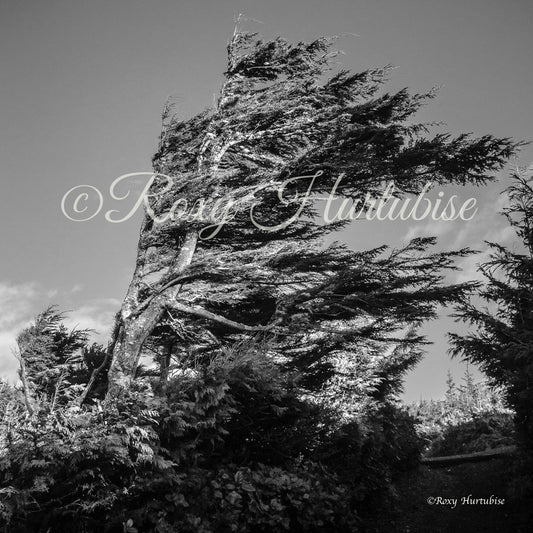 Wind Shaped Photography by Roxy Hurtubise
