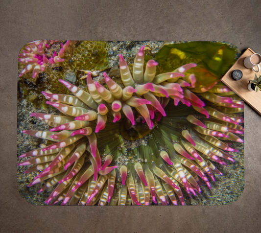 Sea Anemone Coastal Blanket