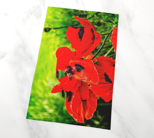 Poppy Art Tea Towel photography by Roxy Hurtubise VanIsleGoddess.com